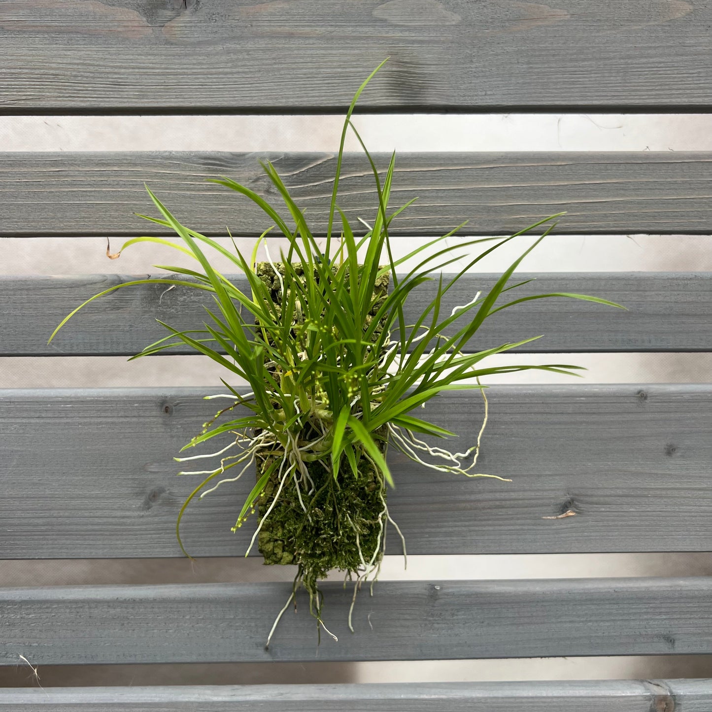 Cocoon Orchid - Ornithophora radicans BLATTPOST