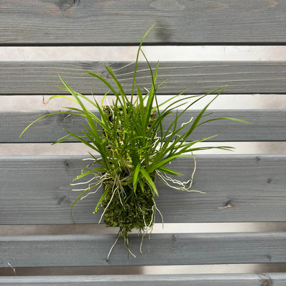Cocoon Orchid - Ornithophora radicans BLATTPOST