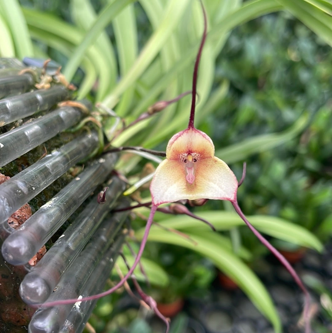 Dracula citrina