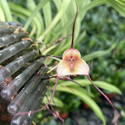 Dracula citrina