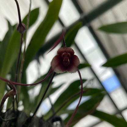 Dracula posadarum