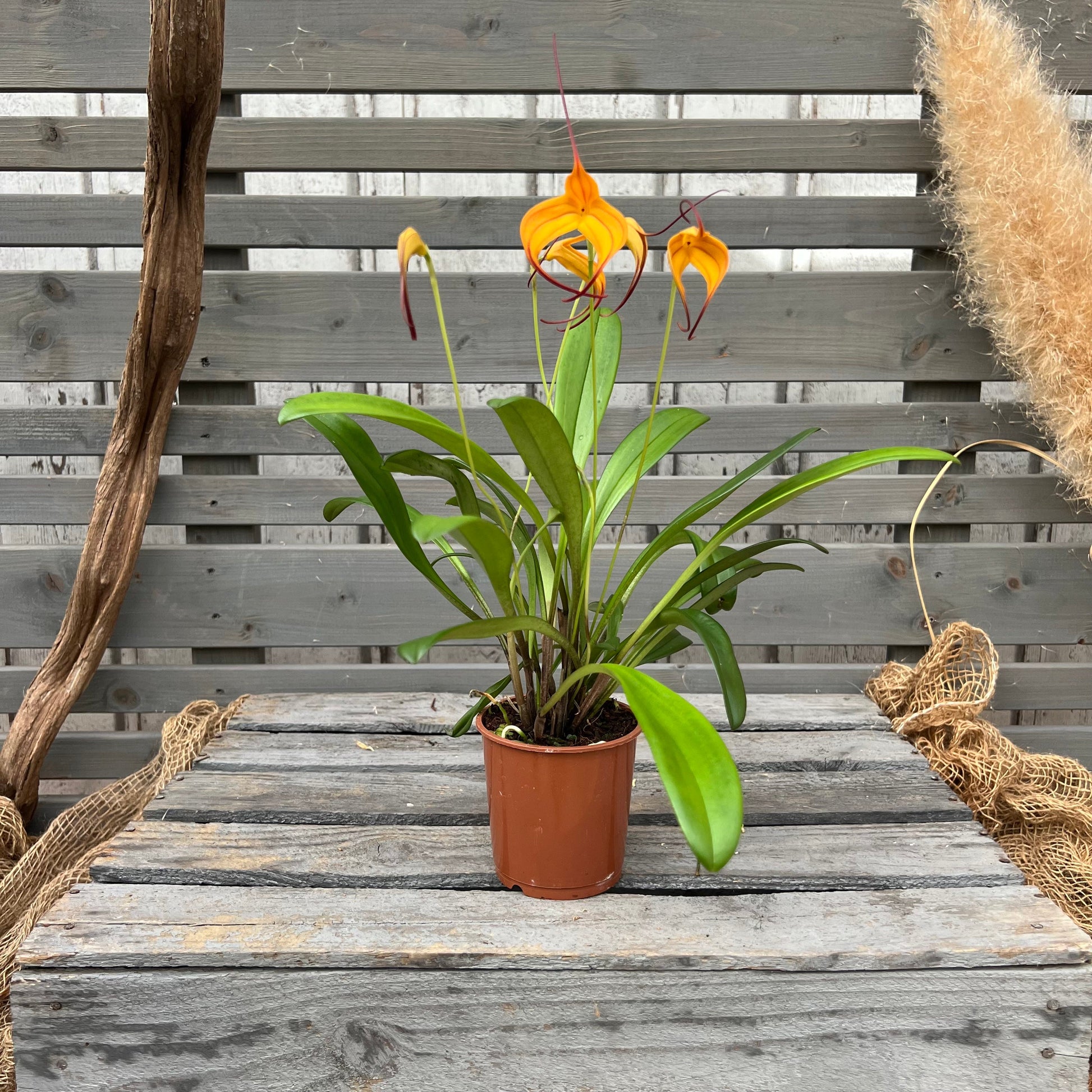 BellaVallia, 9cm BLATTPOST