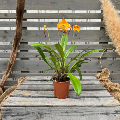 BellaVallia, 9cm BLATTPOST