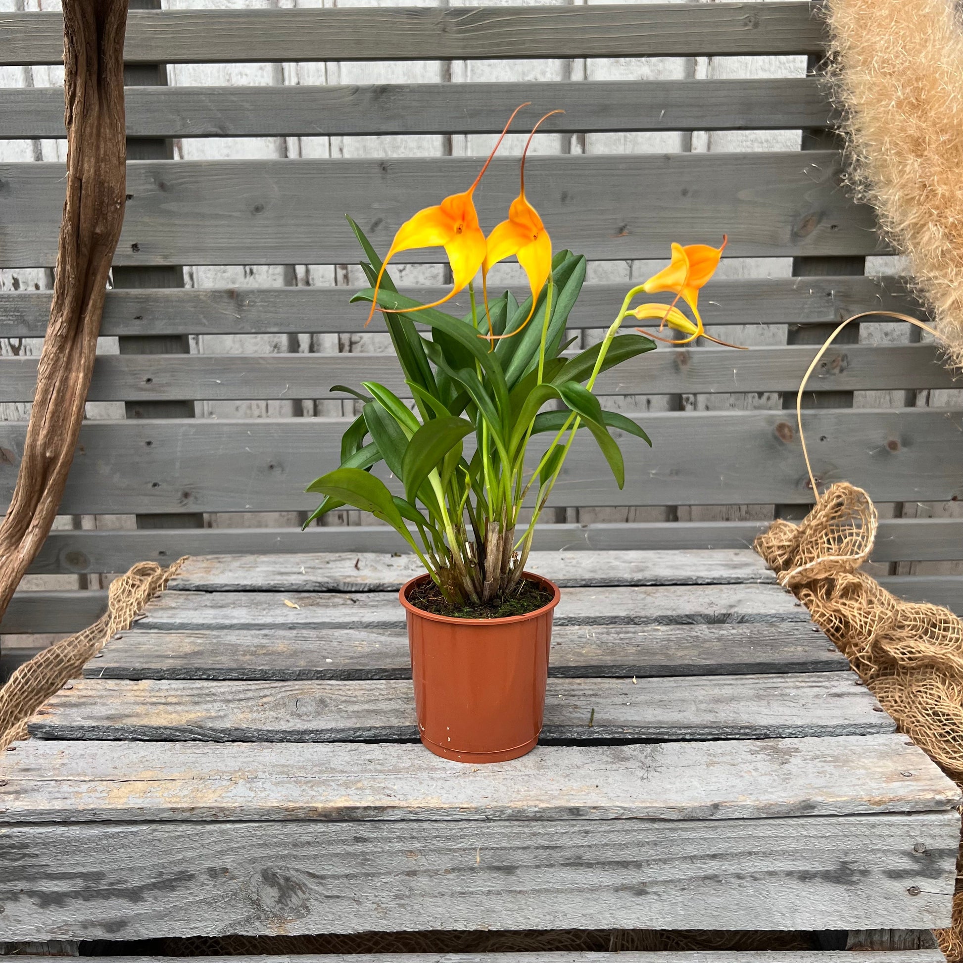 BellaVallia, 9cm BLATTPOST