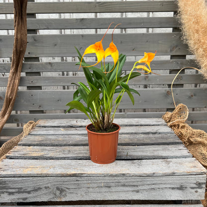 BellaVallia, 9cm BLATTPOST