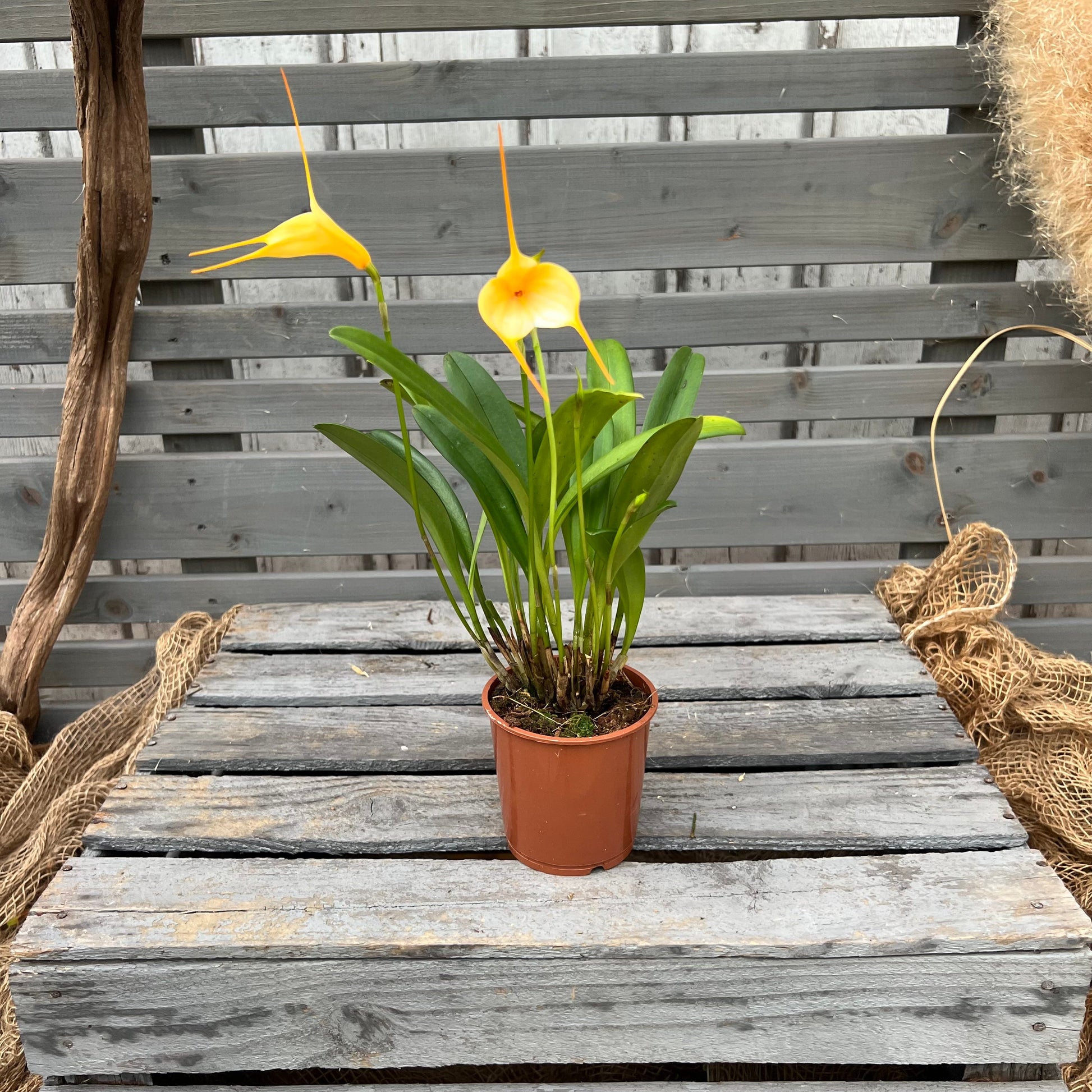 BellaVallia, 9cm BLATTPOST