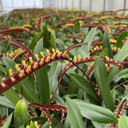 Bulbophyllum falcatum BLATTPOST
