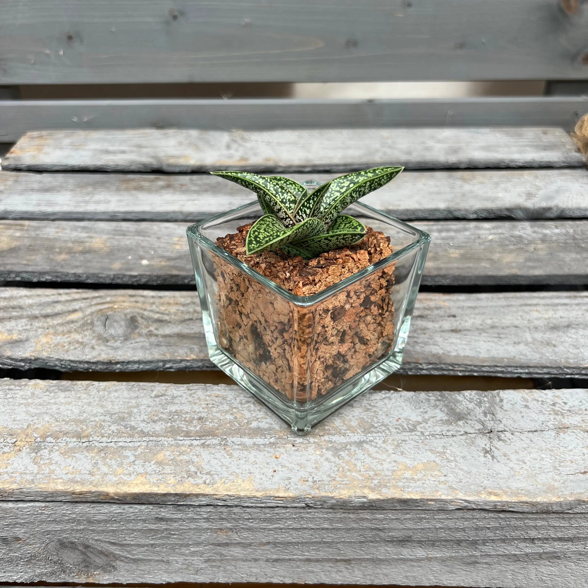 CORKIO - Eure Pflanze im plastikfreien Korktopf (Gasteria batesiana Romeo) BLATTPOST
