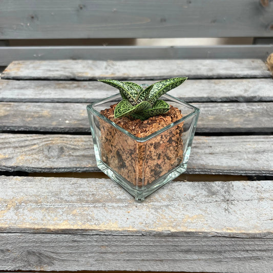 CORKIO - Eure Pflanze im plastikfreien Korktopf (Gasteria batesiana Romeo) BLATTPOST