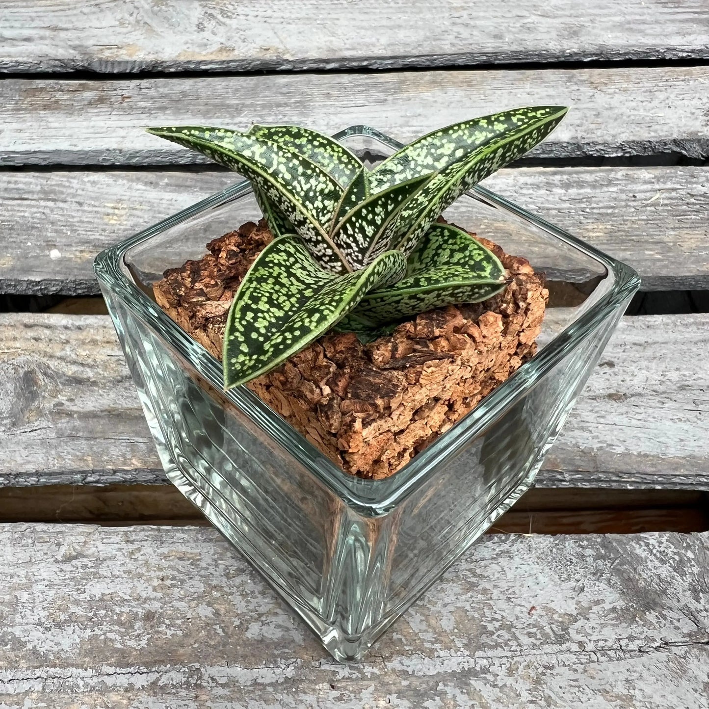 CORKIO - Eure Pflanze im plastikfreien Korktopf (Gasteria batesiana Romeo) BLATTPOST
