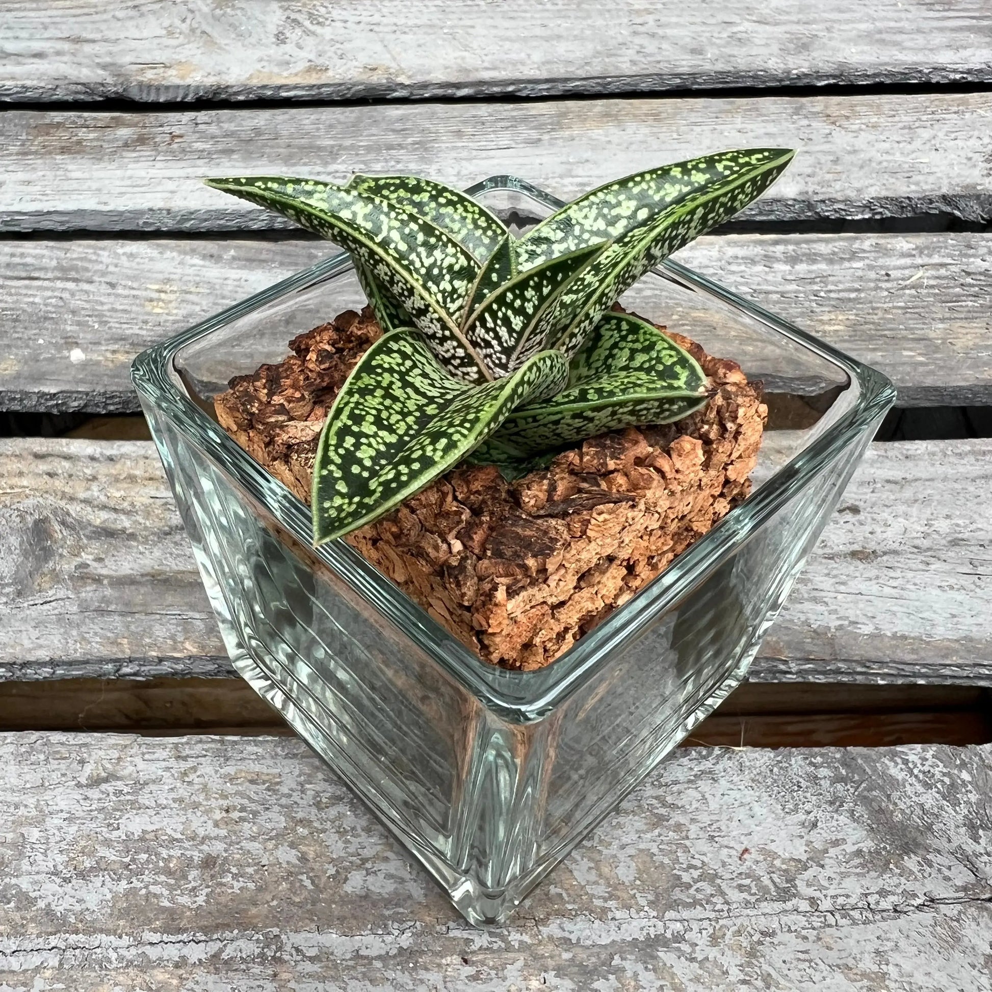 CORKIO - Eure Pflanze im plastikfreien Korktopf (Gasteria batesiana Romeo) BLATTPOST