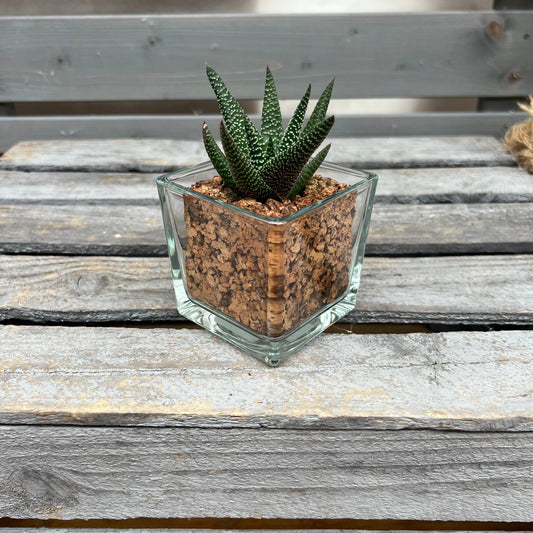 CORKIO - Eure Pflanze im plastikfreien Korktopf (Haworthia Royal Highness) BLATTPOST