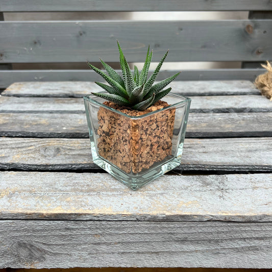 CORKIO - Eure Pflanze im plastikfreien Korktopf (Haworthia attenuata Concolor) BLATTPOST