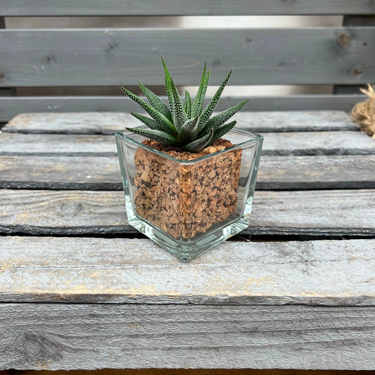 CORKIO - Eure Pflanze im plastikfreien Korktopf (Haworthia attenuata Concolor) BLATTPOST