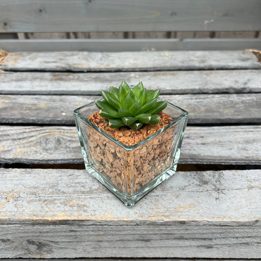 CORKIO - Eure Pflanze im plastikfreien Korktopf (Haworthia cooperi) BLATTPOST