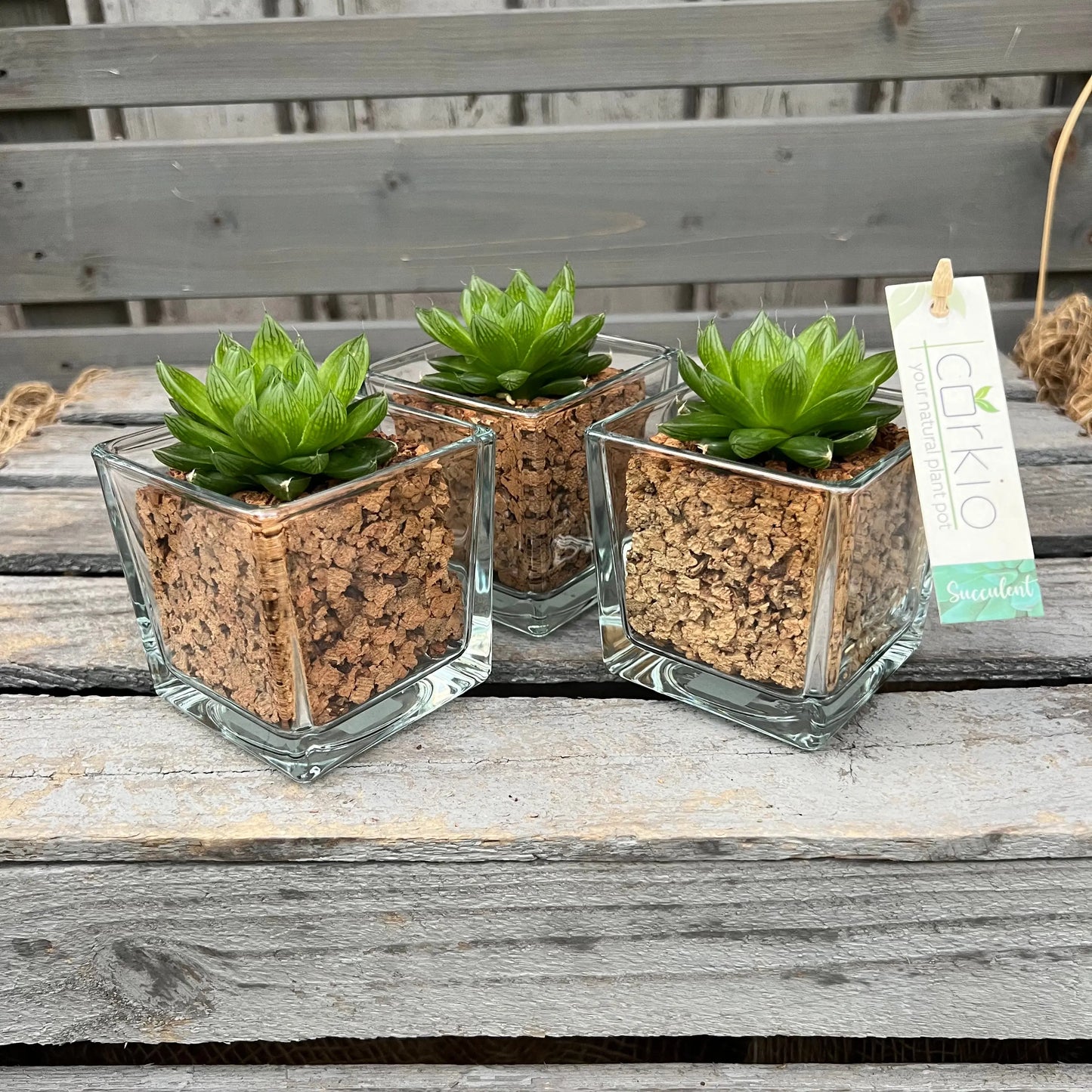 CORKIO - Eure Pflanze im plastikfreien Korktopf (Haworthia cooperi) BLATTPOST