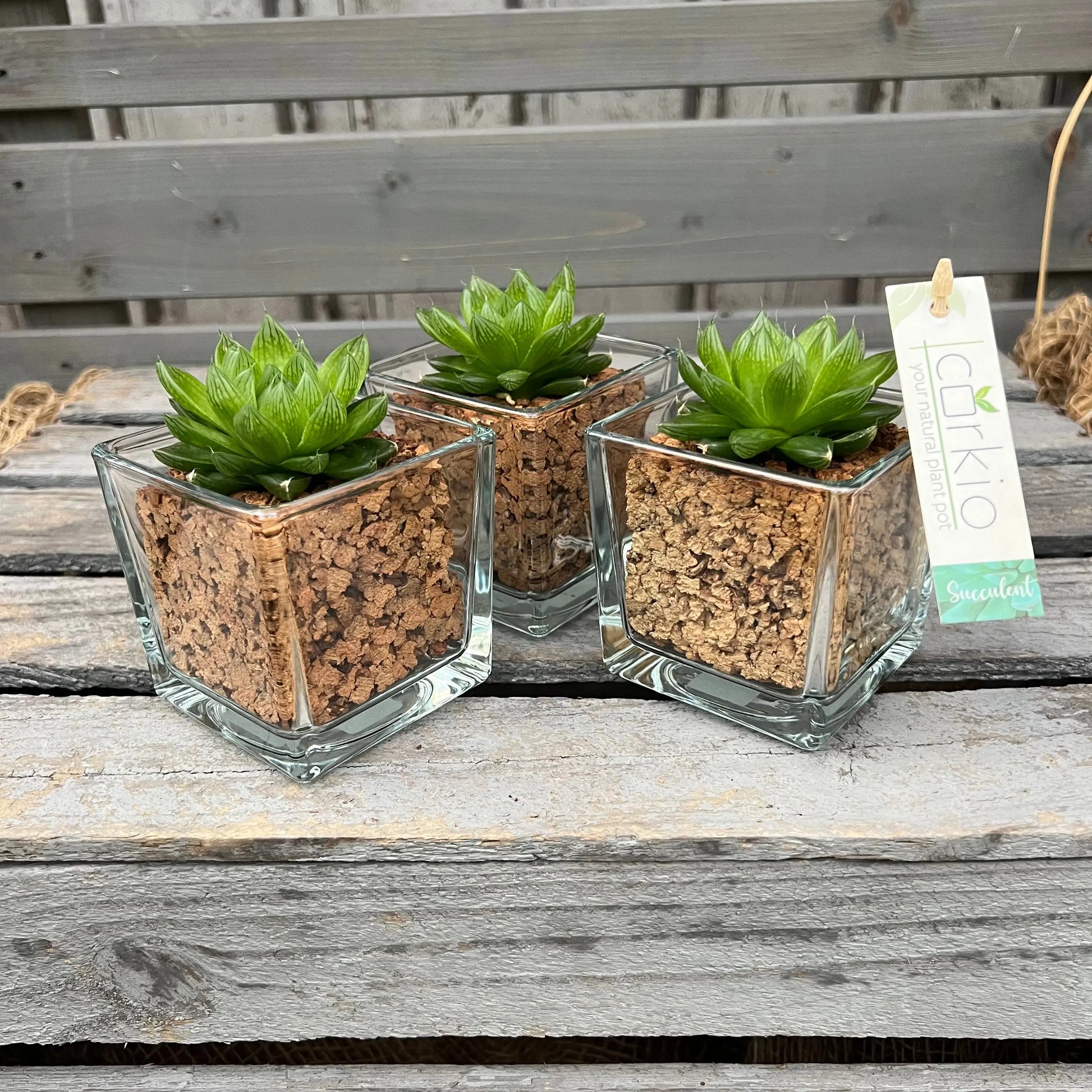 CORKIO - Eure Pflanze im plastikfreien Korktopf (Haworthia cooperi) BLATTPOST