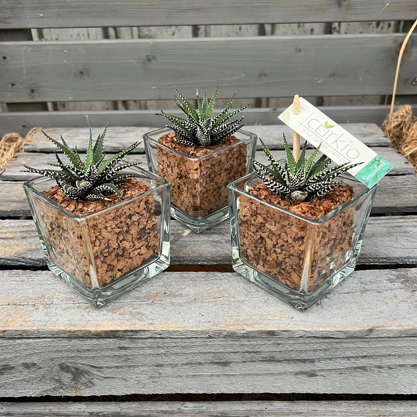 CORKIO - Eure Pflanze im plastikfreien Korktopf (Haworthia fasciata Big Band) BLATTPOST