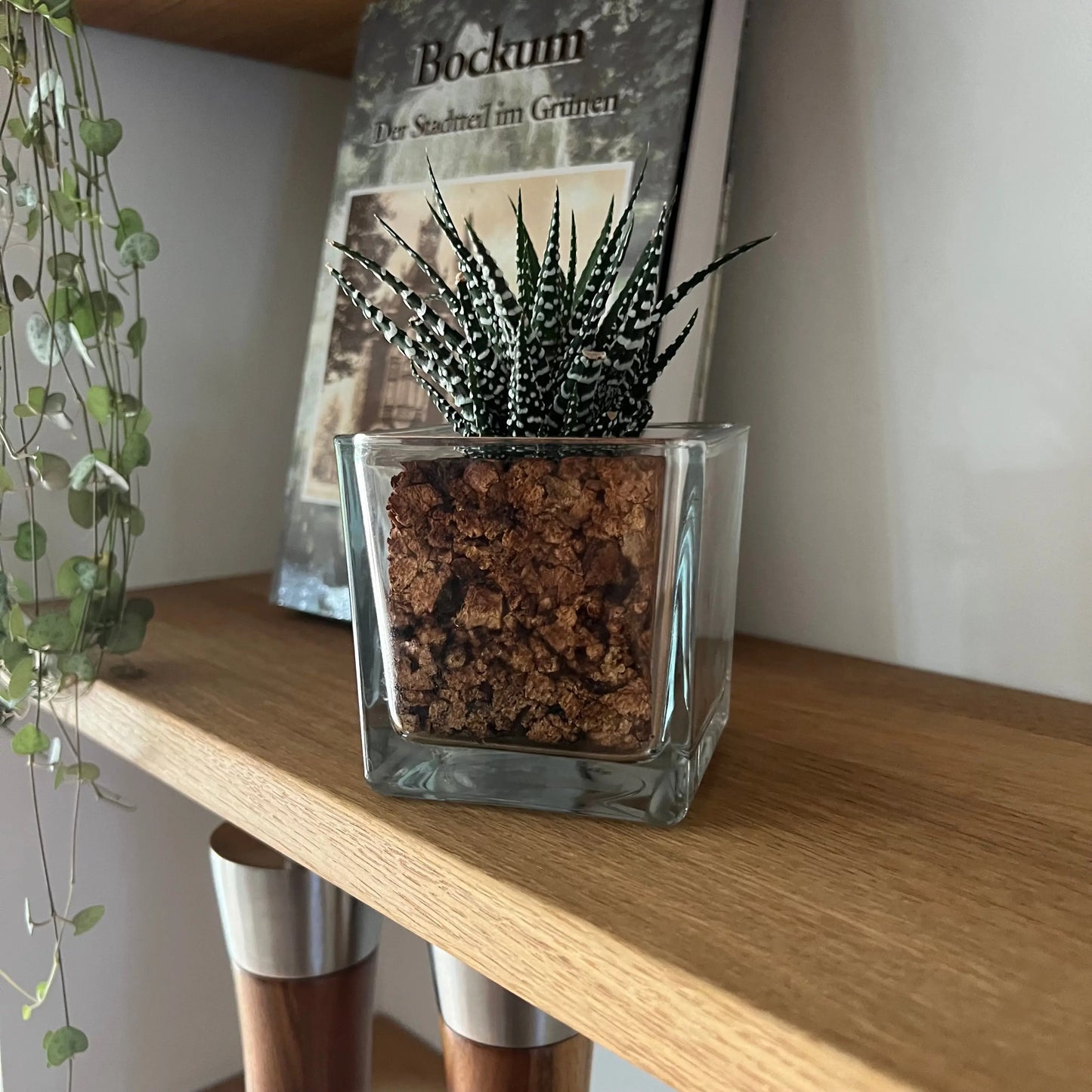 CORKIO - Eure Pflanze im plastikfreien Korktopf (Haworthia fasciata Big Band) BLATTPOST