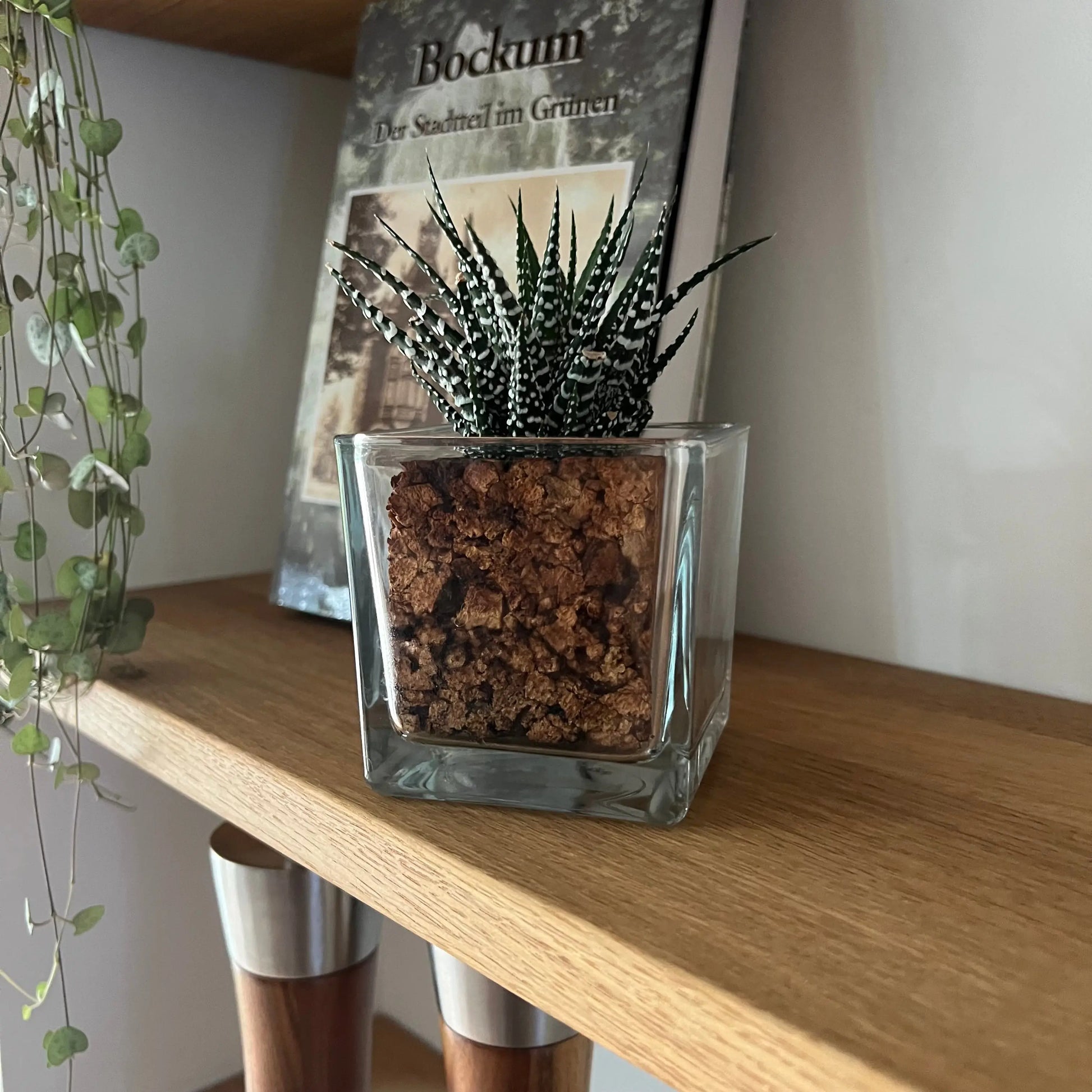 CORKIO - Eure Pflanze im plastikfreien Korktopf (Haworthia fasciata Big Band) BLATTPOST
