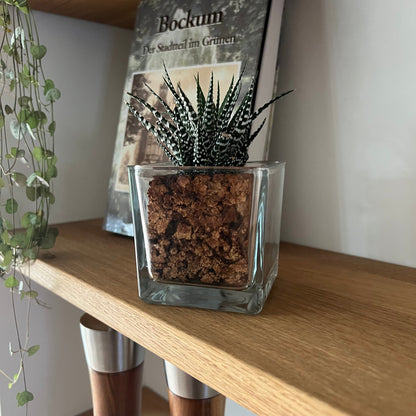 CORKIO - Eure Pflanze im plastikfreien Korktopf (Haworthia fasciata Big Band) BLATTPOST