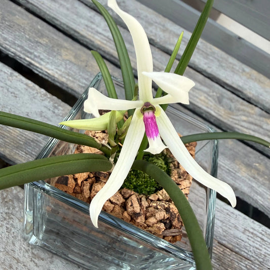 CORKIO - Eure Pflanze im plastikfreien Korktopf (Leptotes bicolor)