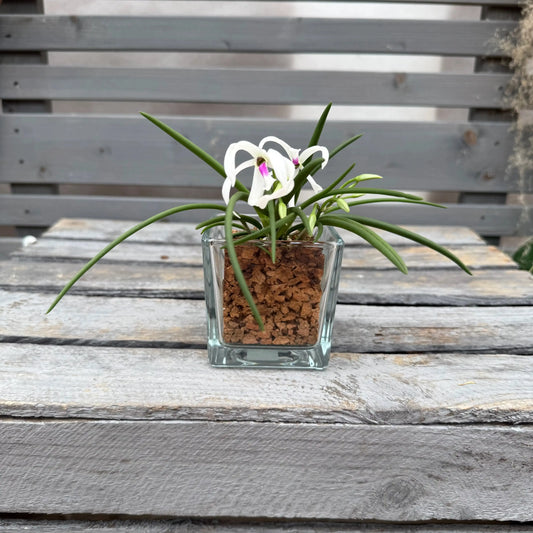 CORKIO - Eure Pflanze im plastikfreien Korktopf (Leptotes bicolor)