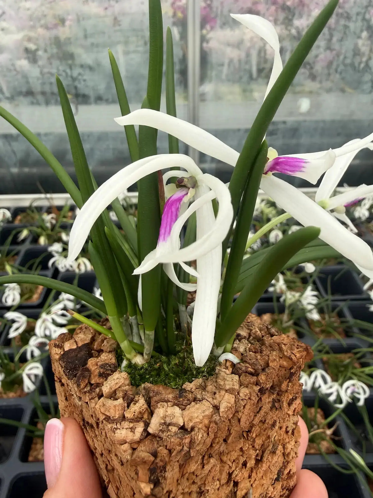 CORKIO - Orchideen im natürlichen Kork-Topf