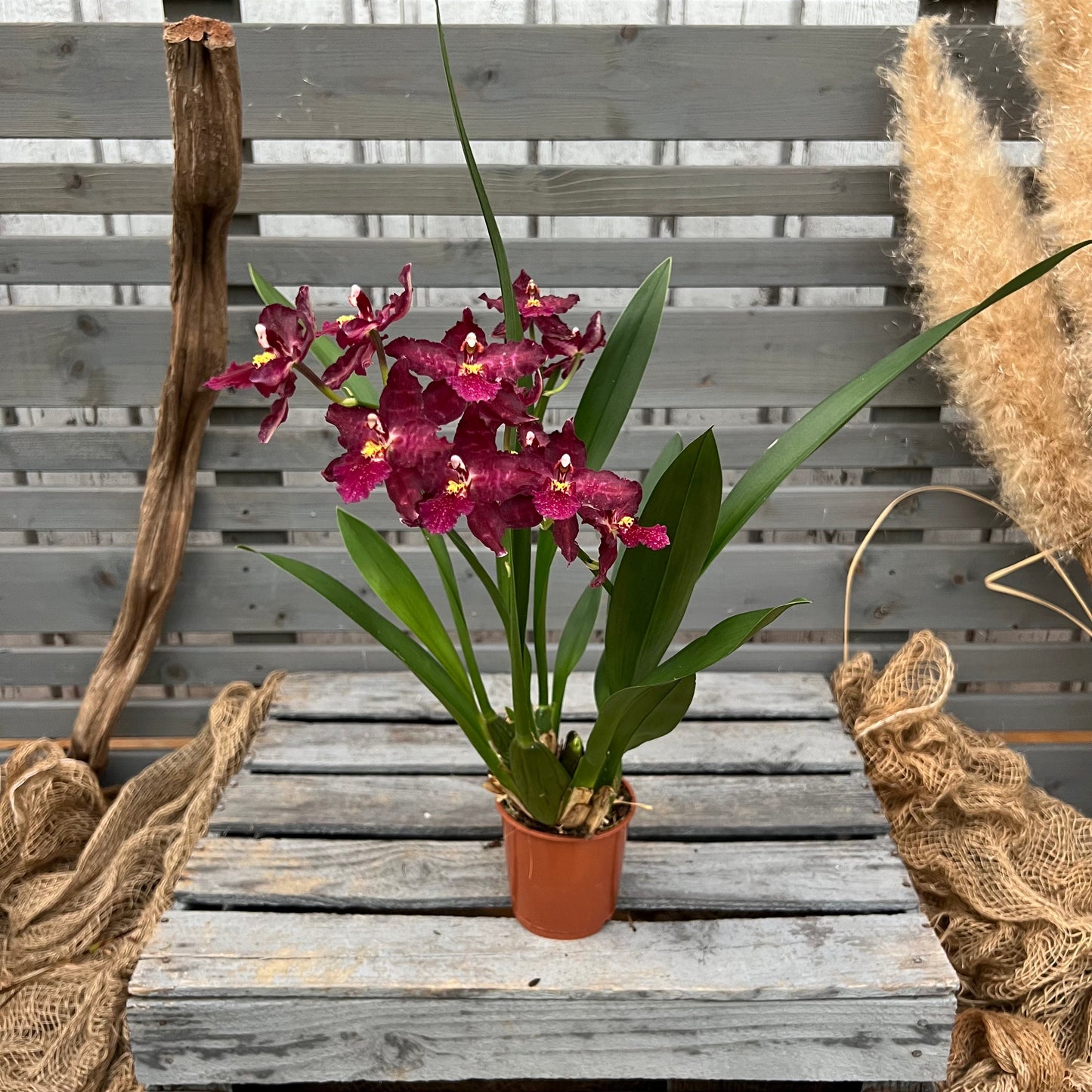 Cambria, 9cm BLATTPOST