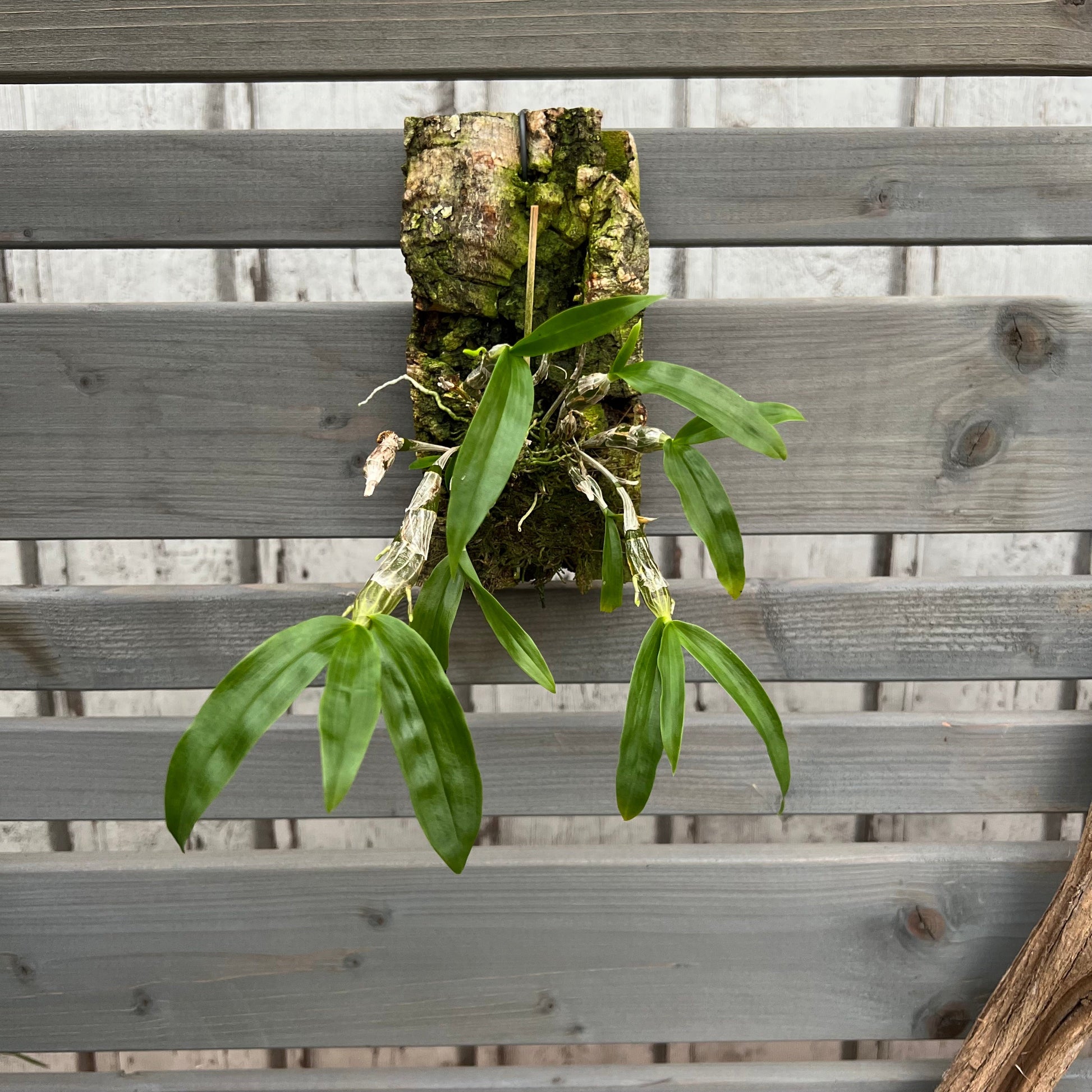 Cocoon Orchid - Dendrobium unicum BLATTPOST