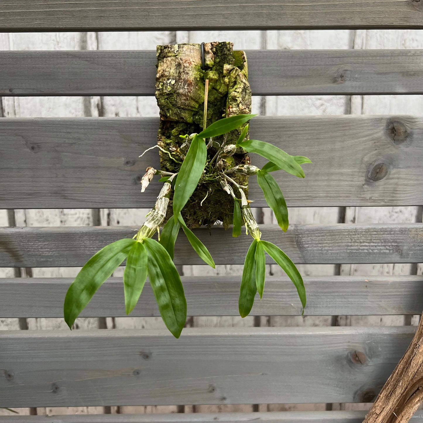 Cocoon Orchid - Dendrobium unicum BLATTPOST