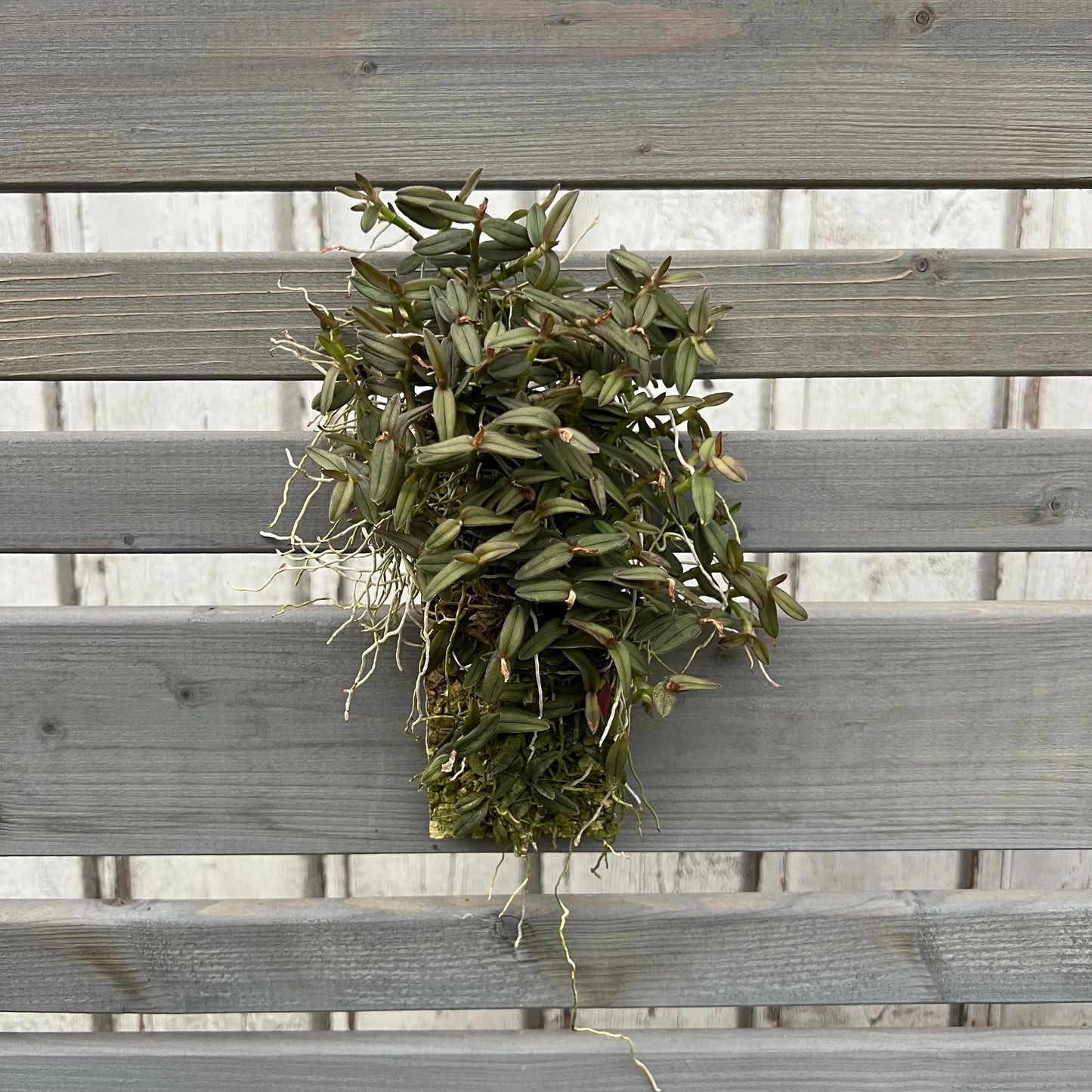 Cocoon Orchid - Epidendrum peperomia BLATTPOST