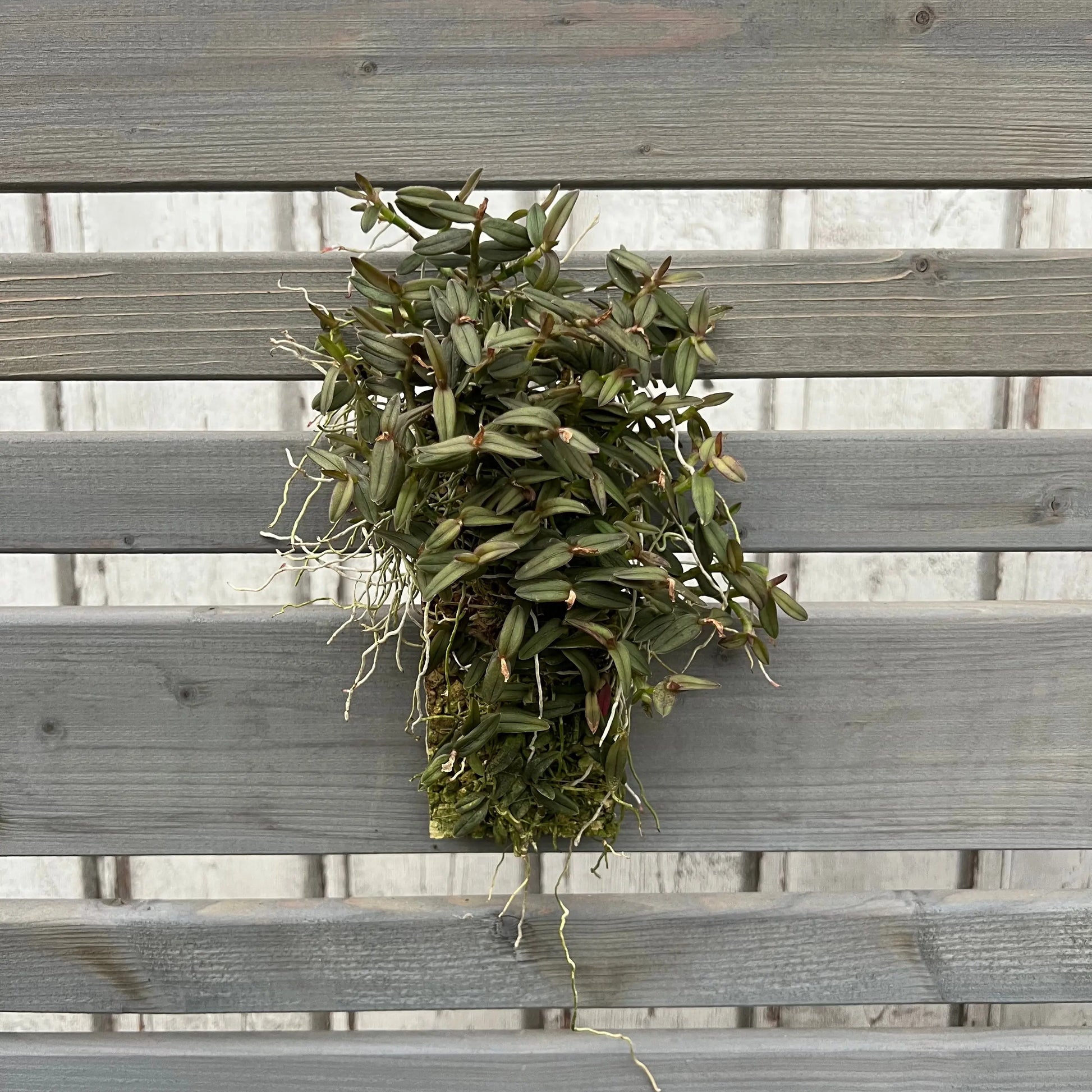 Cocoon Orchid - Epidendrum peperomia BLATTPOST
