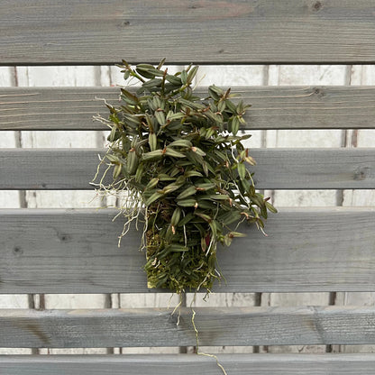 Cocoon Orchid - Epidendrum peperomia BLATTPOST