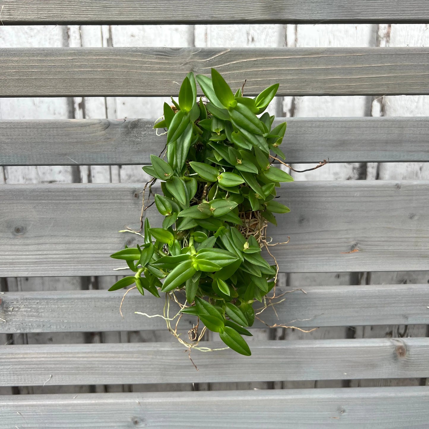 Cocoon Orchid - Epidendrum peperomia v. alba BLATTPOST