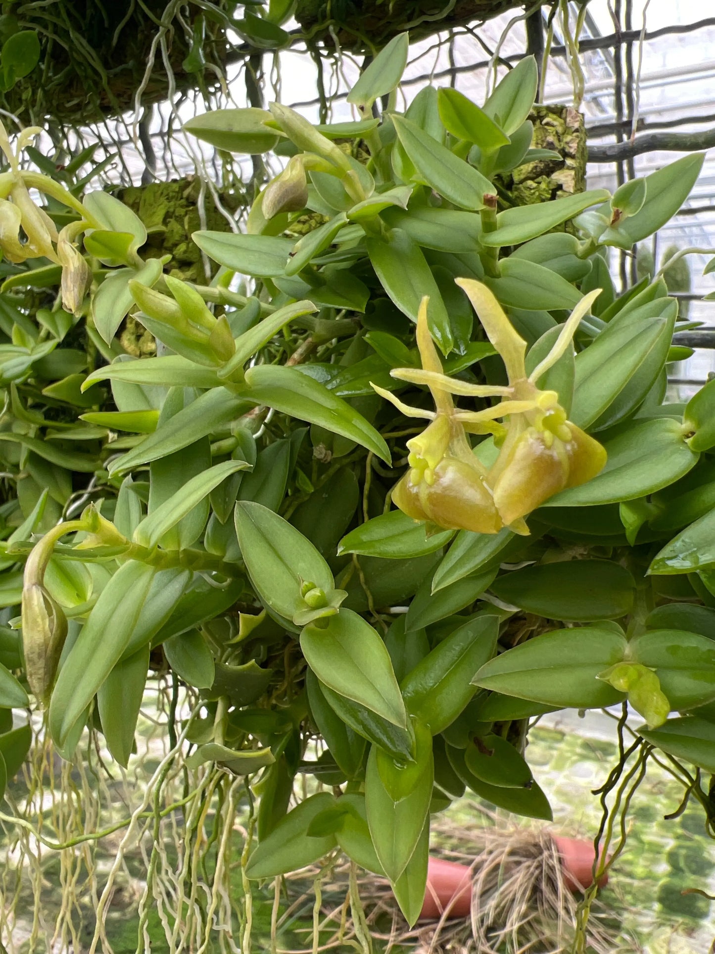 Cocoon Orchid - Epidendrum peperomia v. alba BLATTPOST