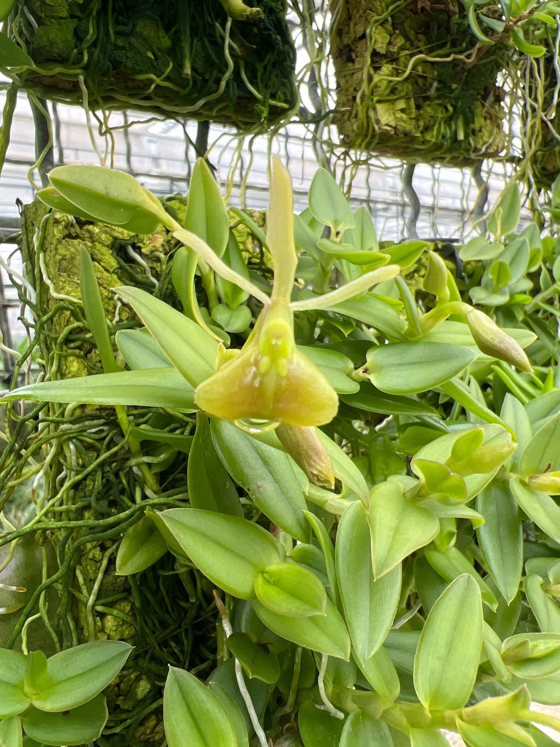 Cocoon Orchid - Epidendrum peperomia v. alba BLATTPOST