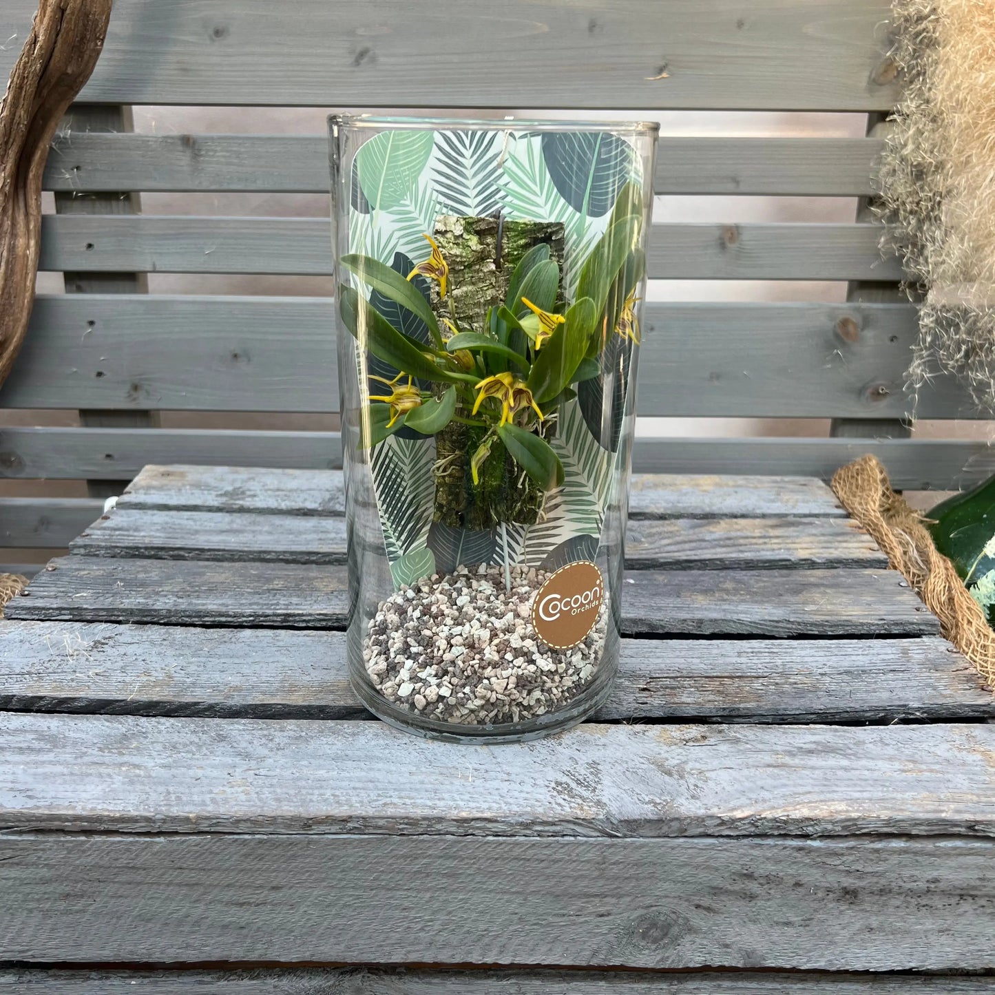 Cocoon Orchid - Masdevallia graciae