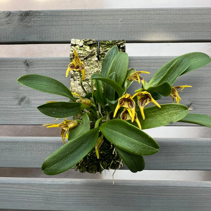 Cocoon Orchid - Masdevallia graciae