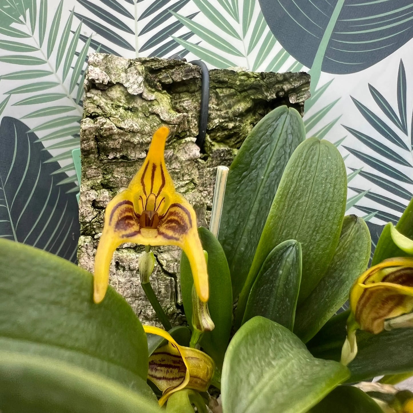 Cocoon Orchid - Masdevallia graciae