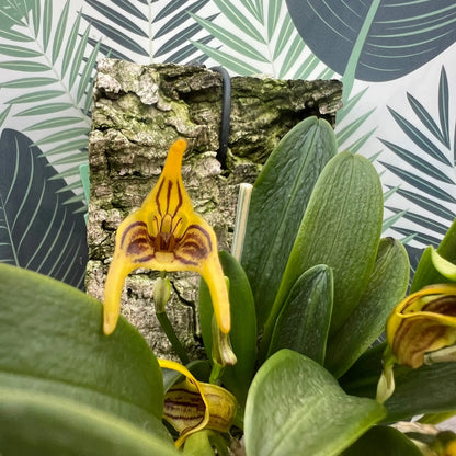 Cocoon Orchid - Masdevallia graciae