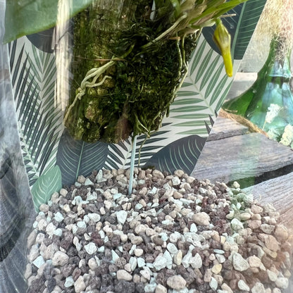 Cocoon Orchid - Masdevallia graciae