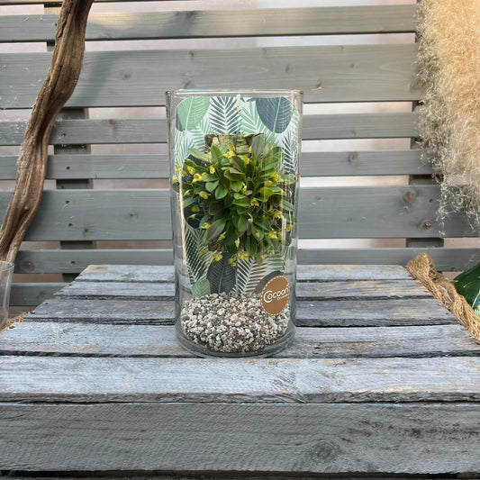 Cocoon Orchid - Masdevallia nidifica grün