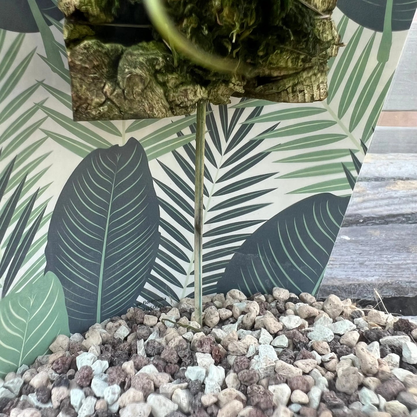 Cocoon Orchid - Masdevallia nidifica grün