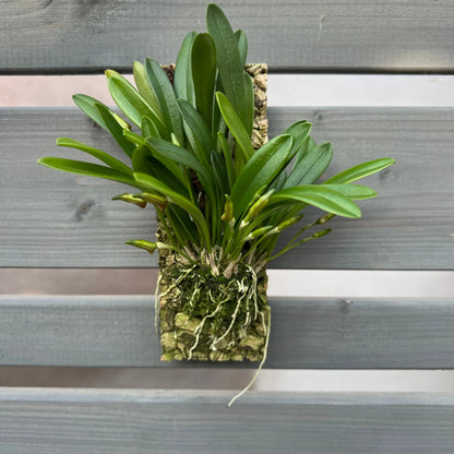 Cocoon Orchid - Masdevallia striatella