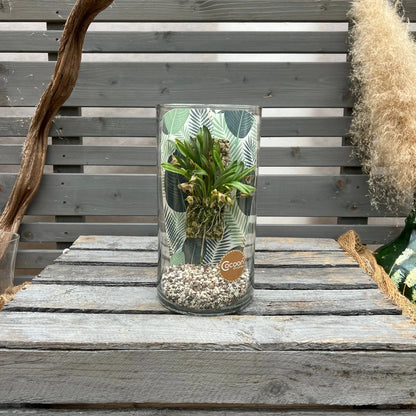 Cocoon Orchid - Masdevallia striatella