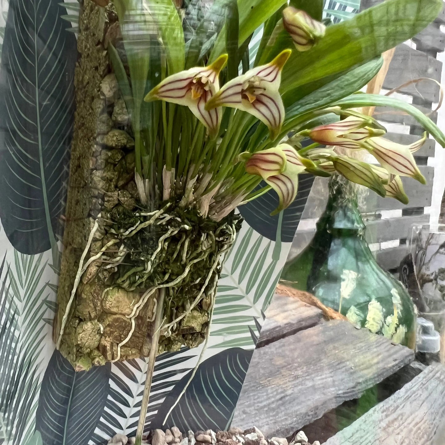 Cocoon Orchid - Masdevallia striatella