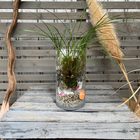 Cocoon Orchid - Maxillaria atrosanguinea BLATTPOST