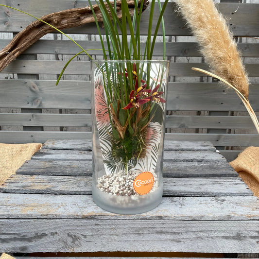 Cocoon Orchid - Maxillaria tenuifolia BLATTPOST