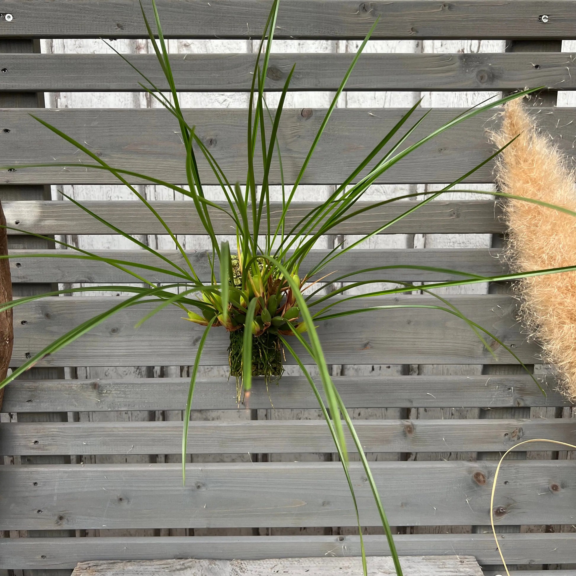 Cocoon Orchid - Maxillaria tenuifolia BLATTPOST